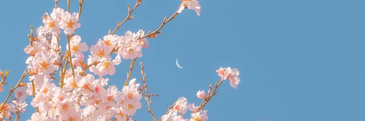 headersarte's tweet photo. ✦ Moon and flowers. https://t.co/LjdXQZwELv