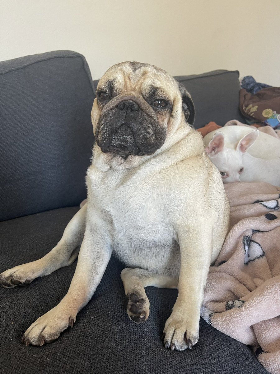 My pug seems to be… tired
