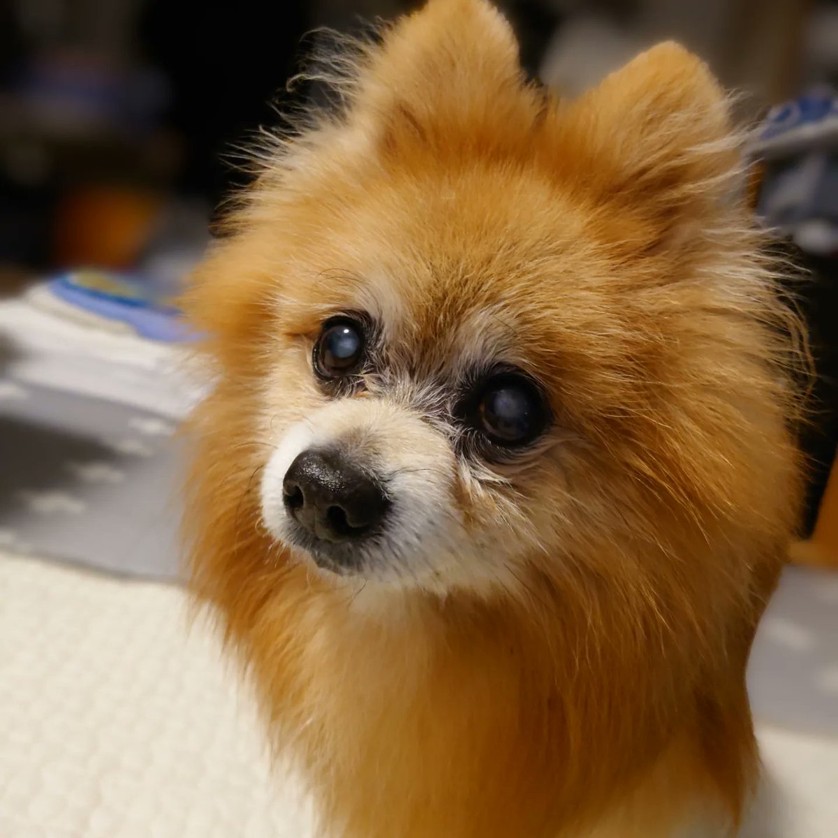 zr0905's tweet photo. #敬老の日
#秘密結社老犬俱楽部 
#88歳
18歳は人間で言うと88歳🙌
大好きな鶏挽肉のハンバーグとかぼちゃ🎃ケーキ食べました😋 https://t.co/gZ12WFKdRC
