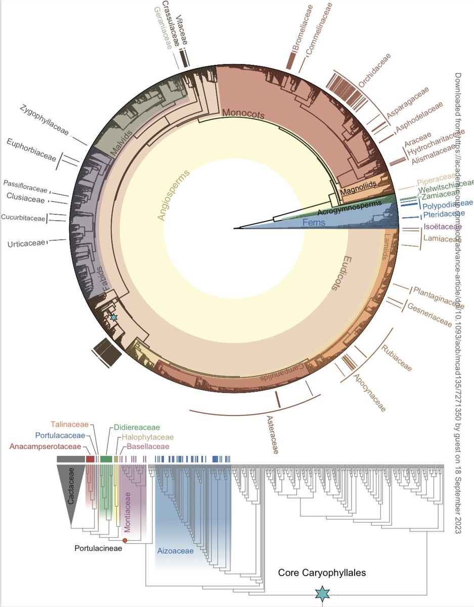 Yes! A new comprehensive study of #CAM #plant #diversity &amp; evolution, including an updated #phylogeny “CAM lineages of planet Earth” 
I’m so fond of classic CAM cacti &amp; orchids, I forget how many other clades evolved it, even some #ferns
<a href="/erikaedw/">erika edwards</a> <a href="/annbot/">Annals of Botany</a> 
academic.oup.com/aob/article/do…