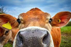 When you accidentally open the front facing camera

#moosday #cows #cattle #farming #farminglife #frontfacingcamera #selfies