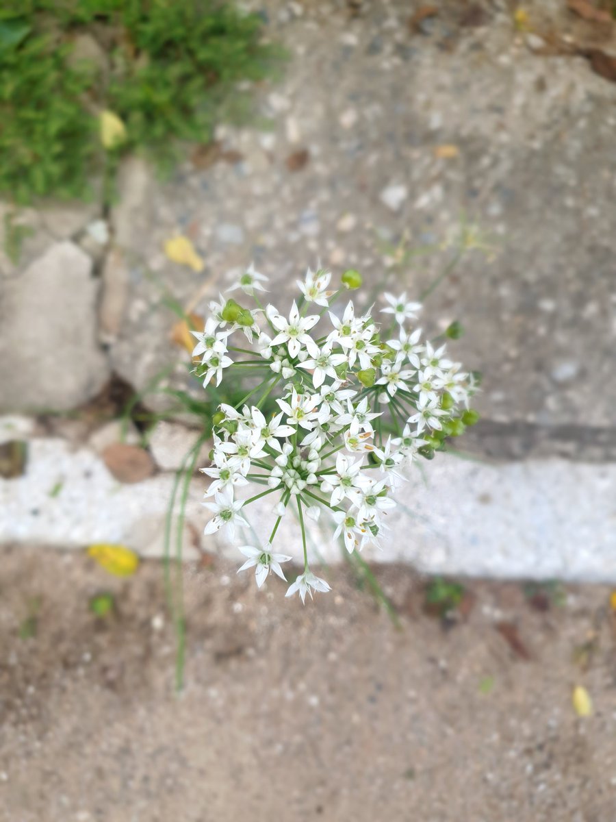 돌틈사이 혼자쓸쓸하게..