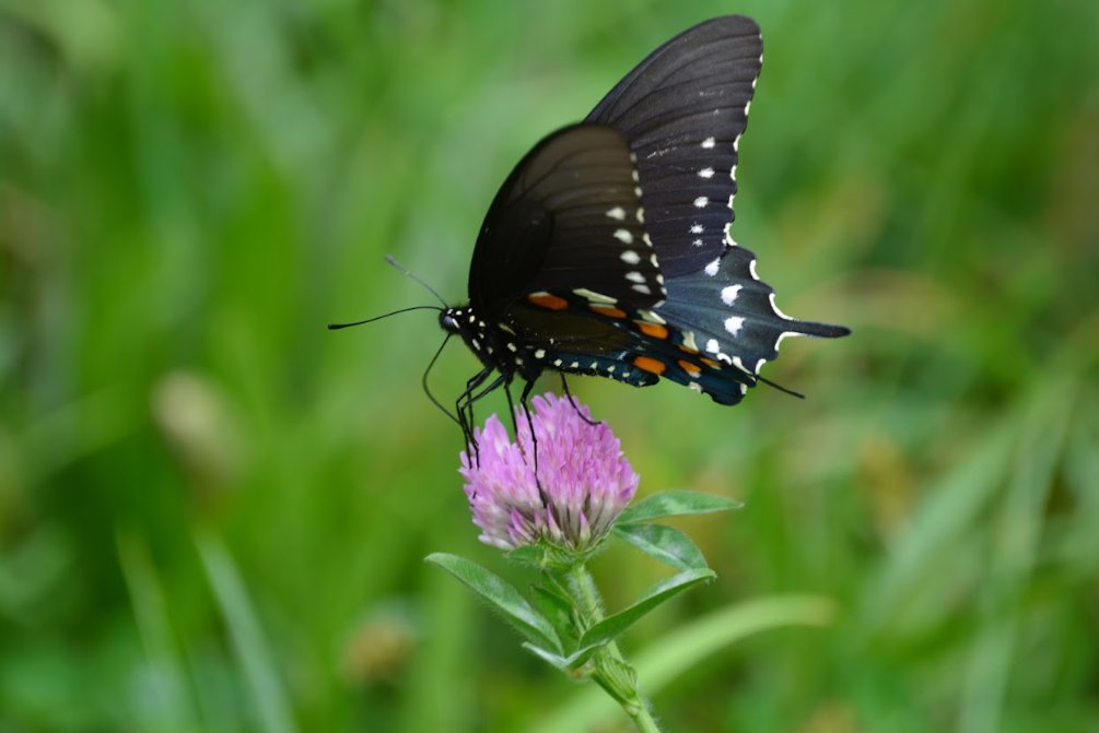 Elijah de Castro tweet media