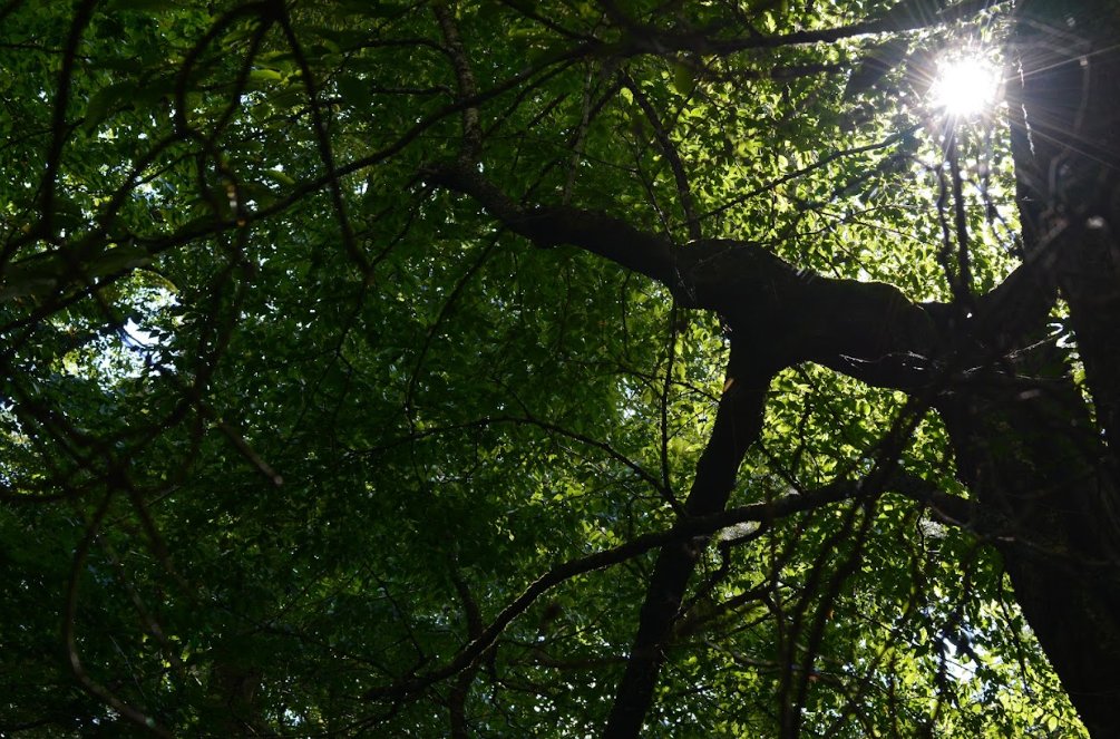 Elijah de Castro tweet media