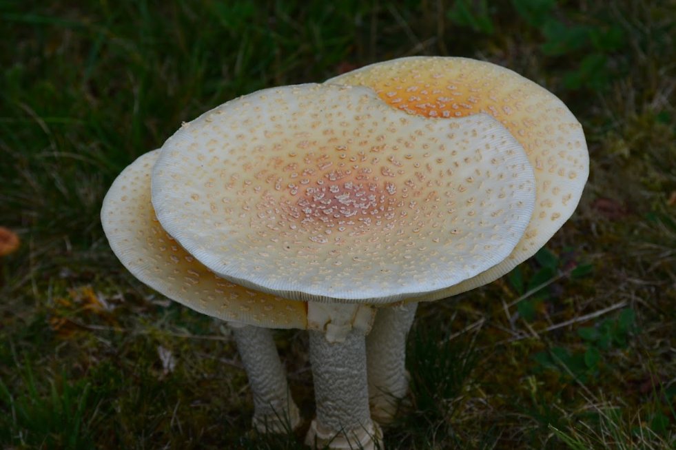 Elijah de Castro tweet media