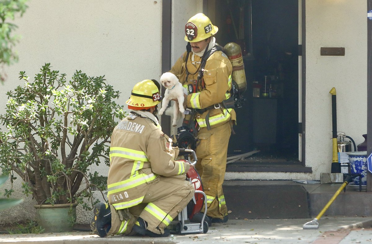 ShorealoneFilms's tweet photo. A quick response by @PasadenaFD to a smoke showing call this afternoon found this lil pup in a smoky house. PasFd got the pup into mom's arms fast, damage was minimal & kept to kitchen area w/no extensions. #Heros #PasadenaFD 09-18-23 https://t.co/LNk8ob3zFP