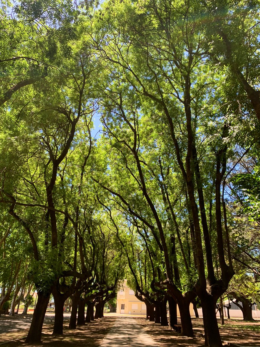 gui10road's tweet photo. MORSE 🌳 y los árboles como protagonistas. Partido de Junín. 2000 habitantes aprox. Casas sin rejas, bicis sin candados. Visitar EL TERRUÑO, almacén y bar autóctono + ferias y espacio cultura. Frente a la arbolada Plaza Principal encuentran el Museo Agropecuario de Morse 🚜 https://t.co/2vXuuE8HmY