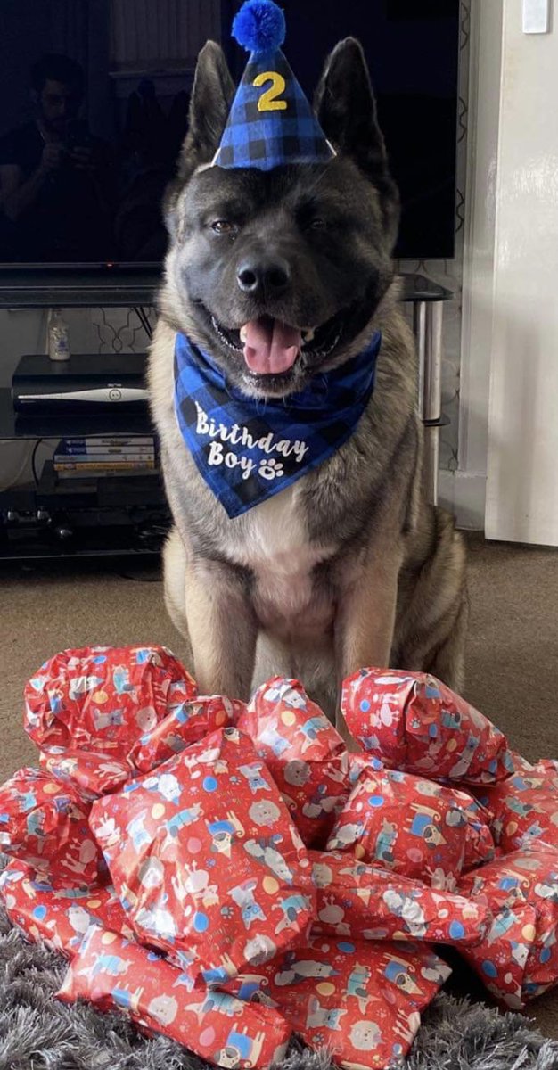 chartait73's tweet photo. Birthday boy 🐶🎉 https://t.co/XIwjk40pTm