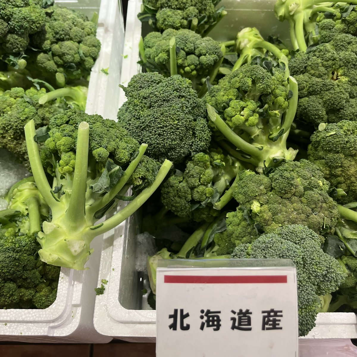 これが、あの有名な「道産子」ってやつであってますか？