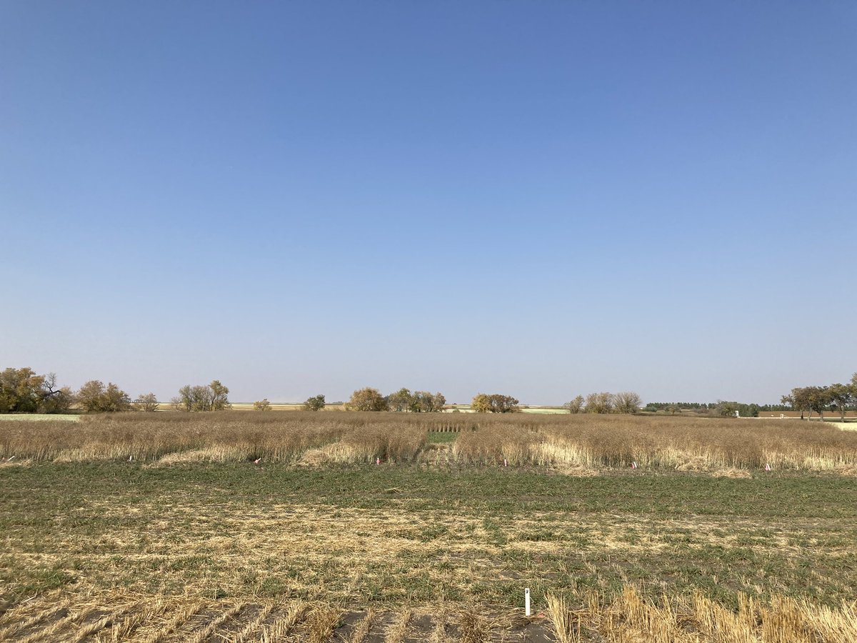 Sask_Agroforest's tweet photo. #Harvest23.  Canola Nitrogen response plots are ready for the combine at the Indian Head Research Farm. @raju_aafc https://t.co/r2rCiMu3H0