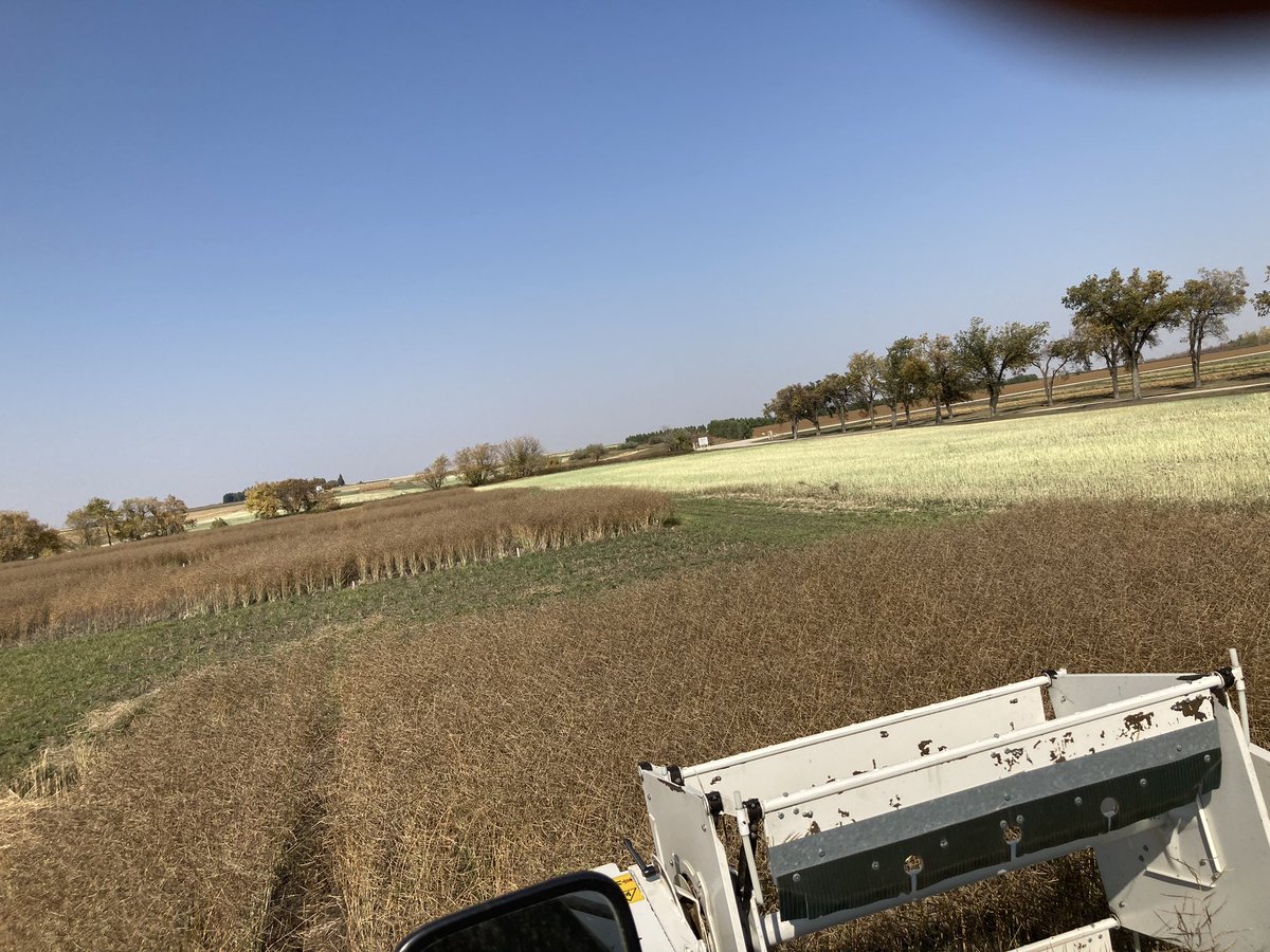 Sask_Agroforest's tweet photo. #Harvest23.  Canola Nitrogen response plots are ready for the combine at the Indian Head Research Farm. @raju_aafc https://t.co/r2rCiMu3H0