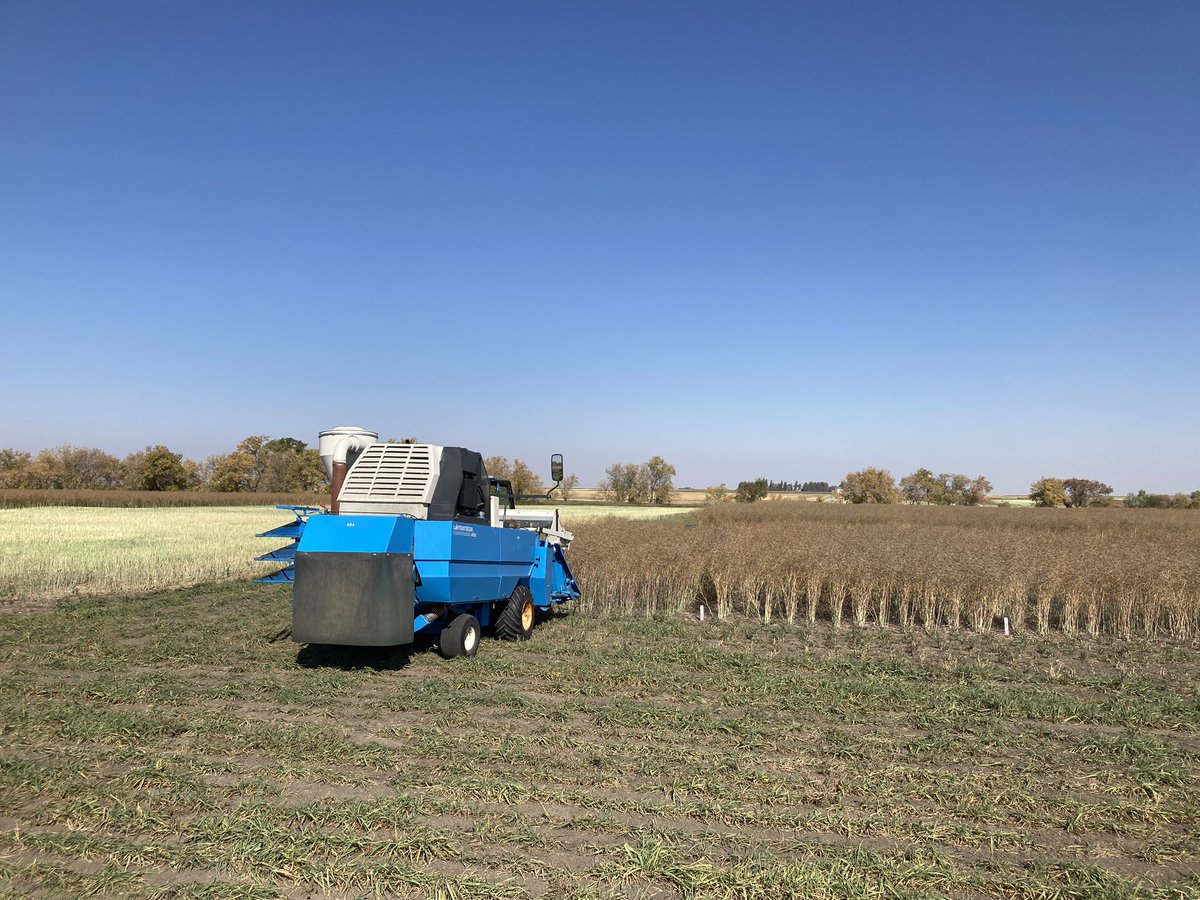 #Harvest23.  Canola Nitrogen response plots are ready for the combine at the Indian Head Research Farm. <a href="/raju_aafc/">raju_aafc</a>