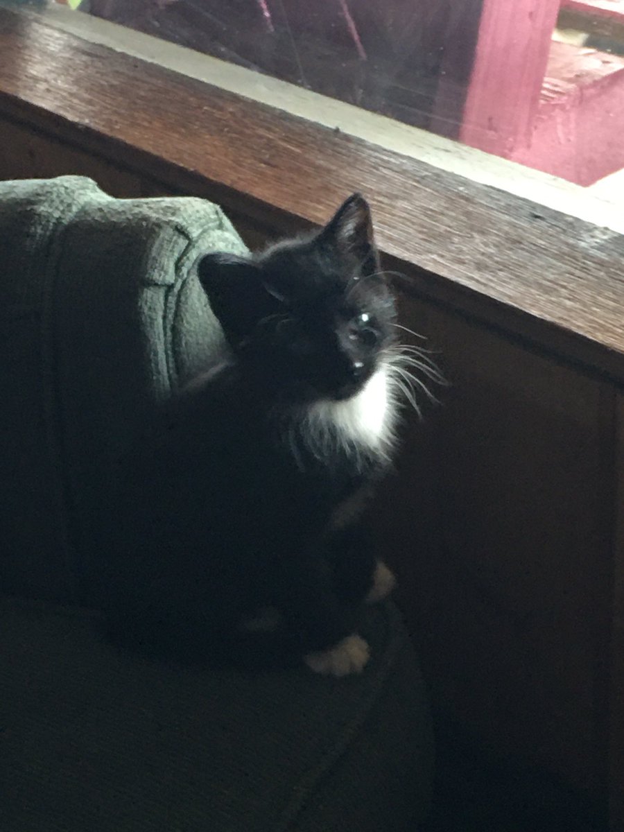 Hi my name is ..? My mom is feral and about 7 weeks ago she had us in the old garage. This Phil guy is all worried she’s gonna take us away before we get adopted or neutered. So I’m trapped here. This guy doesn’t even know my name! Do you? Be inspired.