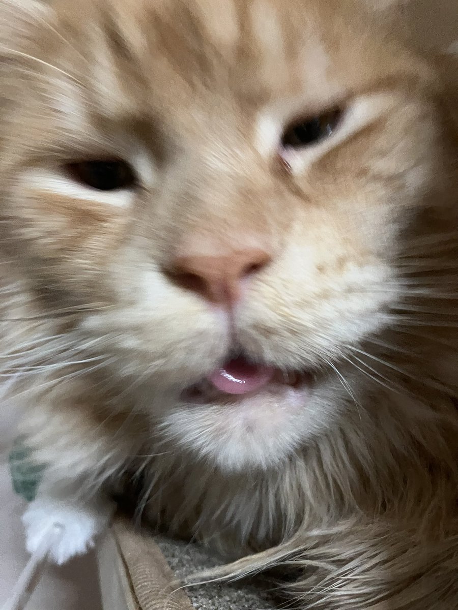 …… 집에 있는 주인님으로 하면 어캐돼요 그럼..? 
네?????!!