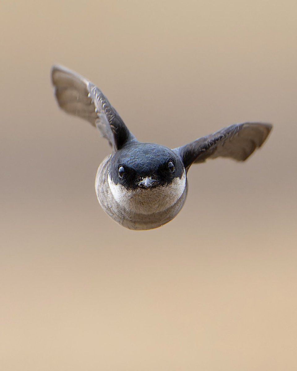 #丸くてかわいいものを貼れ