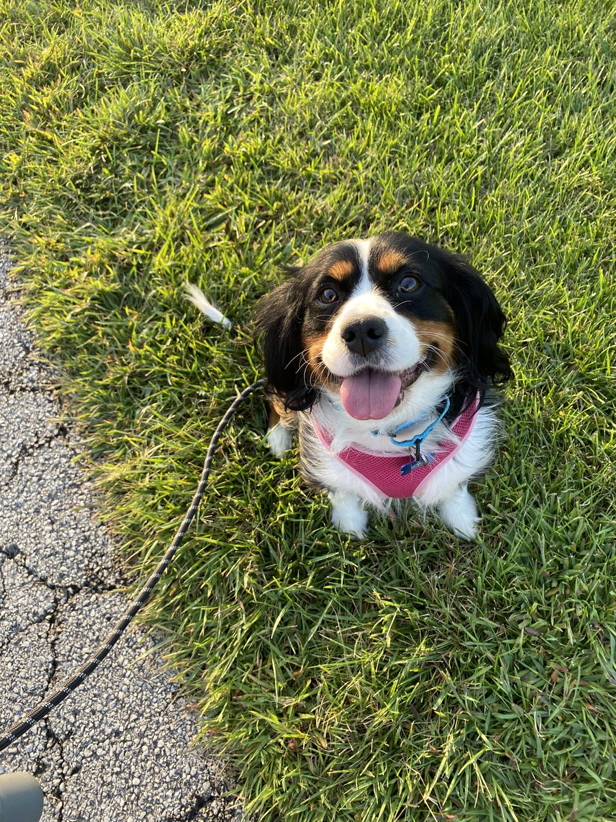 BridgetKay16's tweet photo. This girl is the sweetest foster! #foster #adopt https://t.co/CBvj0vE8Yk
