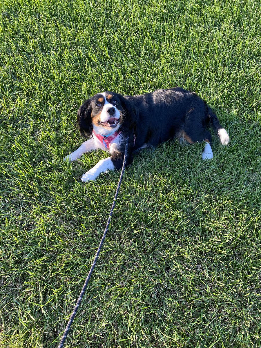 BridgetKay16's tweet photo. This girl is the sweetest foster! #foster #adopt https://t.co/CBvj0vE8Yk