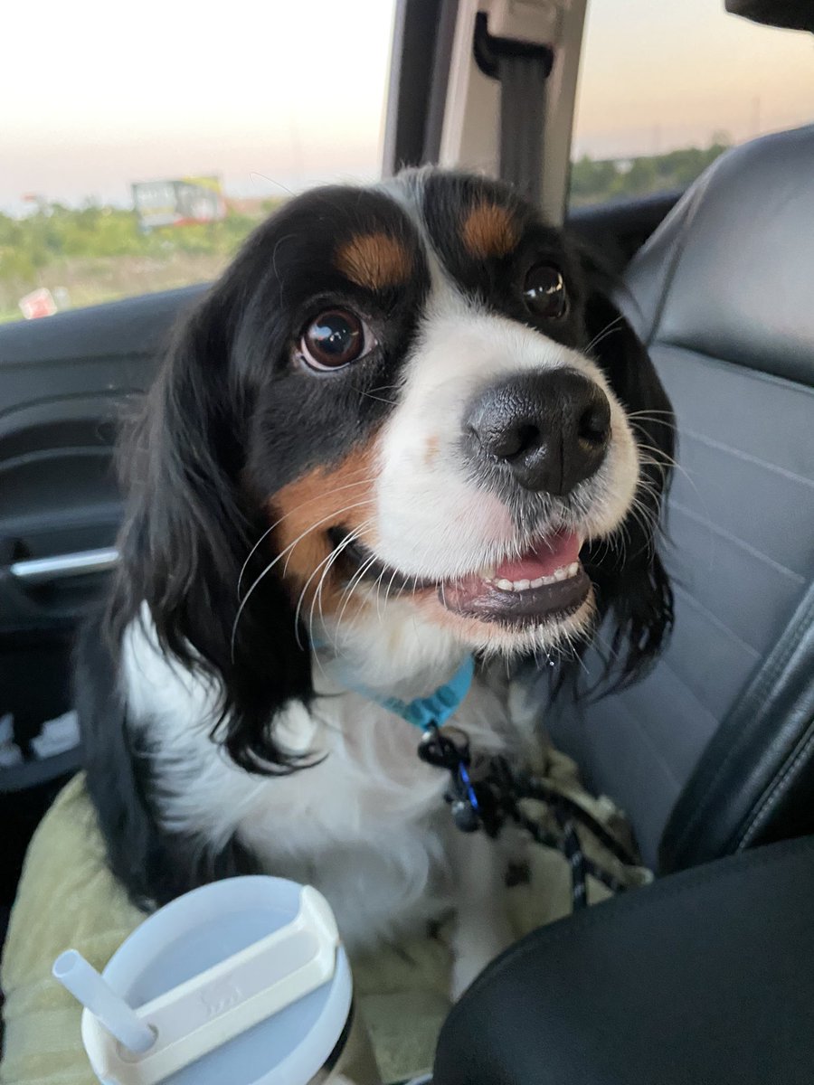 BridgetKay16's tweet photo. This girl is the sweetest foster! #foster #adopt https://t.co/CBvj0vE8Yk
