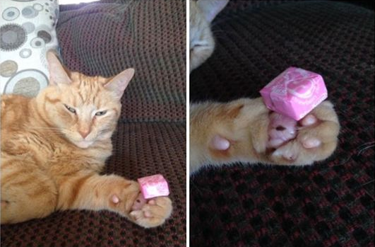 DontShowYourCat's tweet photo. candy for you https://t.co/DEOETcYiYl