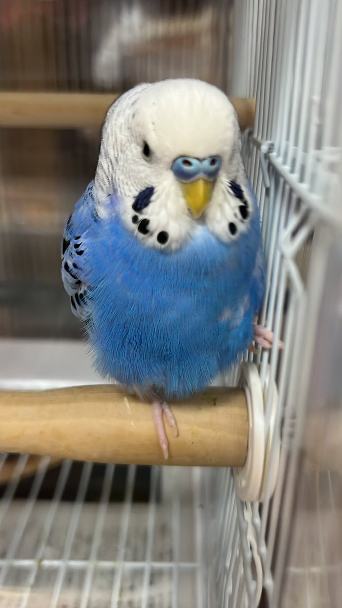 ともこ🐦 🕊オカメも新加入🦜Don't DM me! インコ垢専用です tweet media