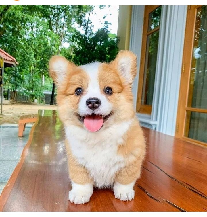 Super cute
.
.
#corgidog #corgilovers #cutecorgi #cute #corgicrew #corgination #puppylovers #doggo #dogsofthetweet