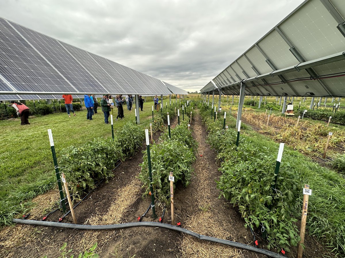 bijubjs's tweet image. Highlights from #SCAPES #Agrivoltaic retreat last week. We learned about ongoing research progress, played video games, toured rooftop solar garden at CSU Spur Denver Downtown, and Jack’s solar garden to see vegetable, grass, and pollinator based agrivoltaic system and many more.