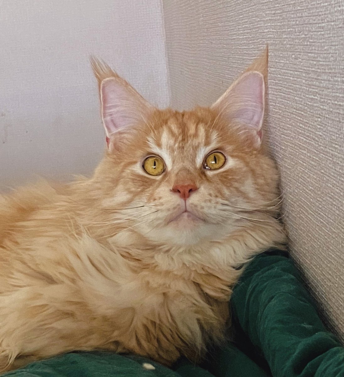 홍시 좋아해?

언젠가 홍시안고 사진찍어줬으면,,

아 애기엄마들이 자기 자식안겨주고 사진찍는 맴이 이런 맴이었을까..?