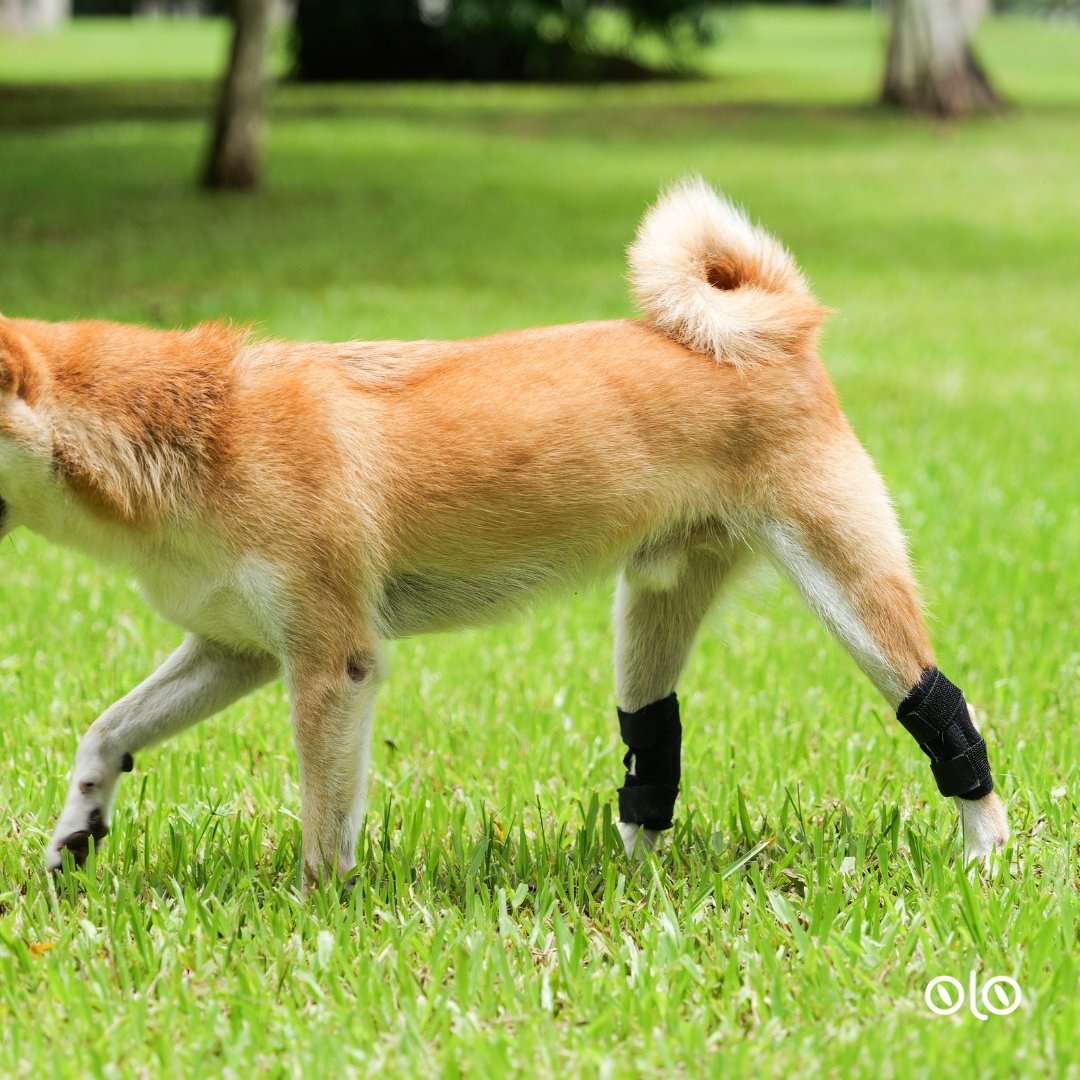 Miracolo_Pet's tweet image. Restoring mobility, one leg wrap at a time. Our product is dedicated to enhancing the quality of life for our senior and recovering furry friends.🦴🐾 #legsupport