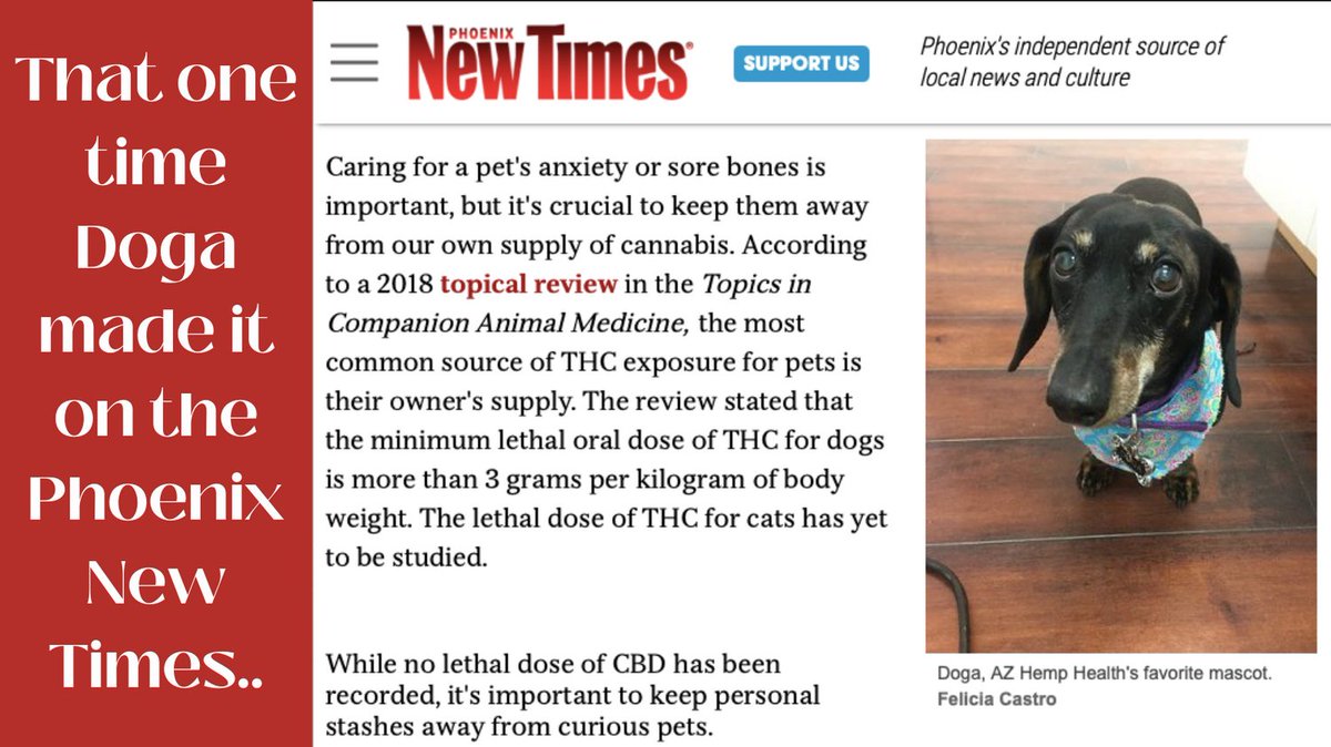 azhemphealth's tweet photo. Doga is taking the city by storm and bringing zen to the Valley of the Sun. โ๏ธ๐งโโ๏ธ #DogaInPhoenix #PhoenixNewTimes #ZenPets ๐พ๐ธ https://t.co/iKd6G4nPOW