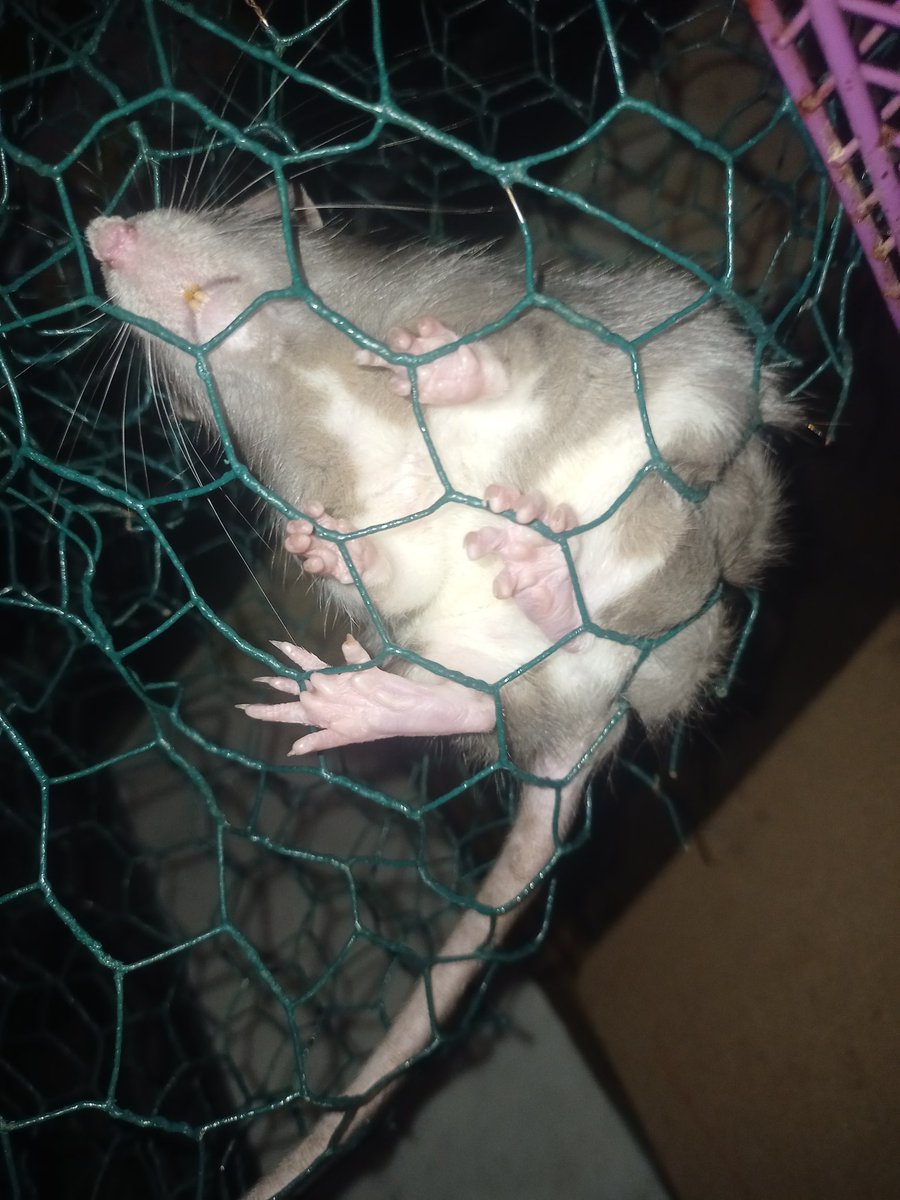 JBlaPatate's tweet photo. Au revoir, Alfrida, on aura pas passer assez de temps ensemble 🐀 https://t.co/YJ0AghaGSK