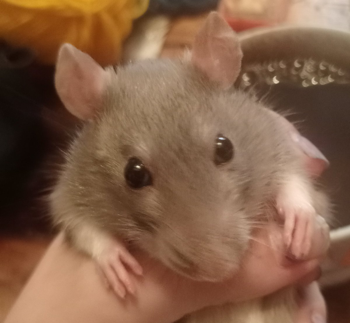 JBlaPatate's tweet photo. Au revoir, Alfrida, on aura pas passer assez de temps ensemble 🐀 https://t.co/YJ0AghaGSK