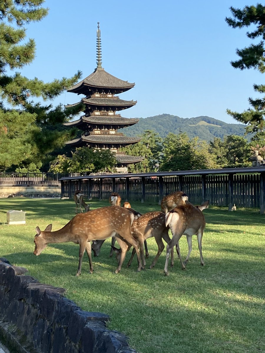 1967_jpn's tweet photo. #japan #奈良の思い出 ＃奈良公園
2023年 9月15日　奈良公園内で、、、 https://t.co/sxQhKn4aaB