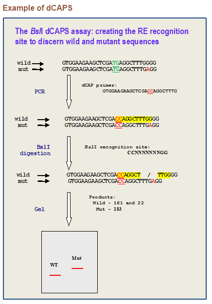 TiffanyPang11's tweet photo. How cool is this assay for detecting SNPs w/out Sanger Seq?  Create a RE site that is dependent on the +/- of SNP allele.
A primer tool that create  restriction sites to digest the allele containing the SNP:
https://t.co/jEFSJ6v3uA
More info:
https://t.co/6KE8FaeWAp https://t.co/BMHU5UOwD6