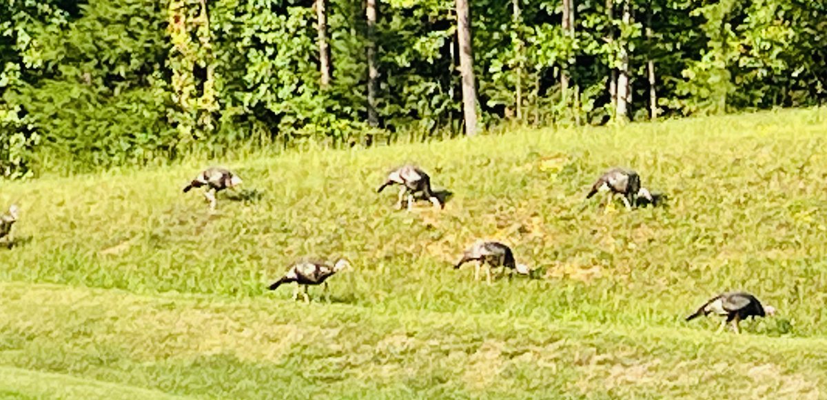 Lenoir City Golf tweet media