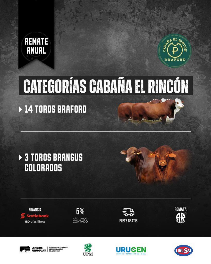 AngusLos's tweet photo. Los invitamos nuevamente a nuestro remate anual  2️⃣0️⃣2️⃣3️⃣

“Los Criadores- Potencia en la producción” 

3️⃣ excelentes razas en un solo remate- Angus, Braford y Brangus.

🗓 Miercoles 18 Oct
⏰ 14 horas 
📌 Local Durazno, Santa Bernardina 
🔨 Andrade Rodriguez LTDA 
🏦 Scotiabank https://t.co/vBtiPjbyHP