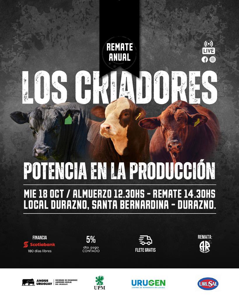 AngusLos's tweet photo. Los invitamos nuevamente a nuestro remate anual  2️⃣0️⃣2️⃣3️⃣

“Los Criadores- Potencia en la producción” 

3️⃣ excelentes razas en un solo remate- Angus, Braford y Brangus.

🗓 Miercoles 18 Oct
⏰ 14 horas 
📌 Local Durazno, Santa Bernardina 
🔨 Andrade Rodriguez LTDA 
🏦 Scotiabank https://t.co/vBtiPjbyHP