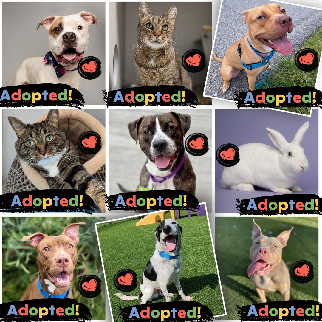 This past weekend, more than 125 animals from HARP found furever homes! Thank you <a href="/FragassoAdvisor/">FragassoAdvisor</a> for generously sponsoring all of the adoptions this past weekend &amp; thank you <a href="/bestfriends/">Best Friends</a> for an incredible National Adoption Weekend ❤️ 💙 💛 💚