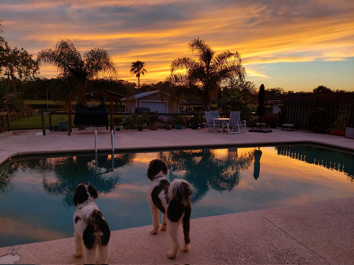 Beautiful sunset tonight 😍 #sunset #FLliving #dogsoftwitter