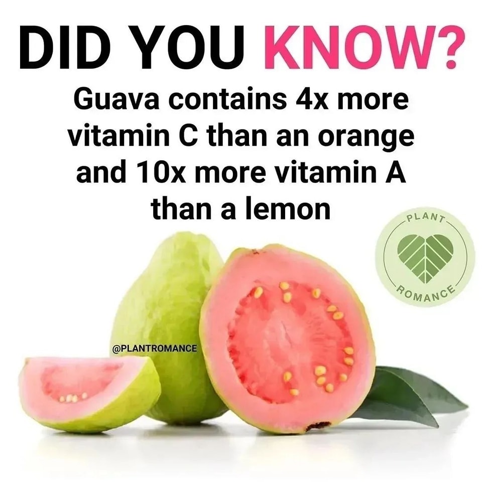 🌱

#electricfoods #alkalinerecipes #guava #guavafruit  #drsebicellfood #alkalinebody #herbalremedies #electricfood #soursop  #alkalineliving  #alkalinediet #alkalinefood  #drsebi #herbalmedicine  #livingfoods #alkalinefoods #drsebiherbs  #drsebiapproved #eattolive  #seamoss