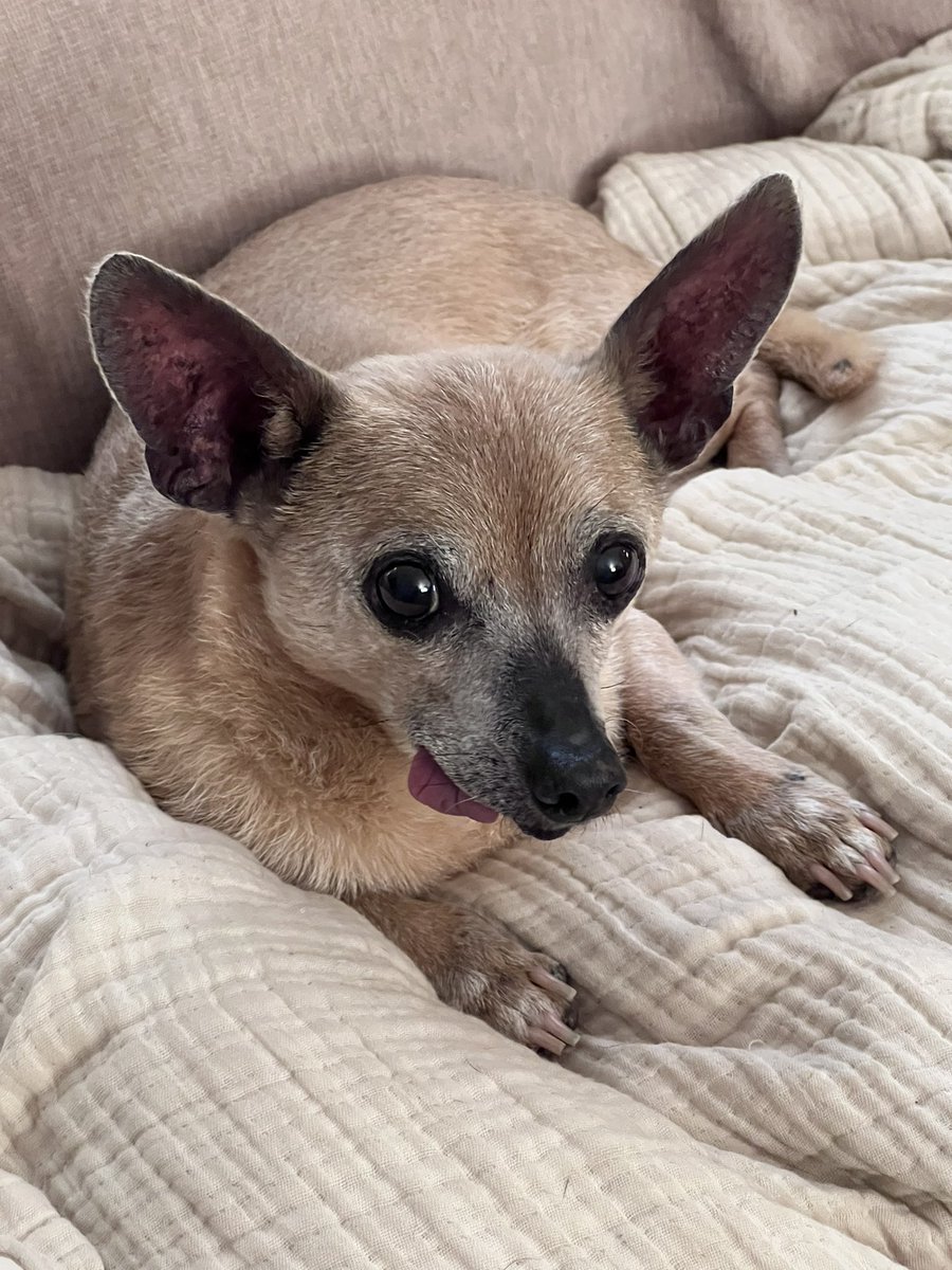 Juniper Bear and the Couch Potatoes tweet media