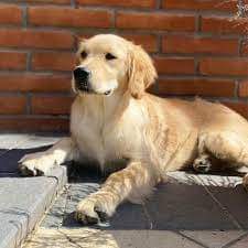 How cute?? #goldenretriever #dogs 🔥