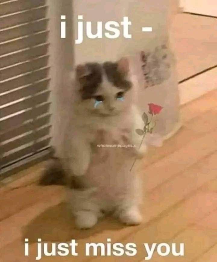chaotic cats tweet media