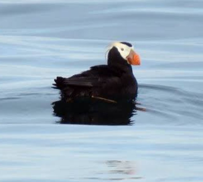 拾い画ですが、エトピリカです。
TVか水族館でしか見た事ありませんが、素晴らしい鳥ですね。絶滅危惧種だそうで、どうか絶滅してほしくないですね。
そして、葉加瀬太郎さんが演奏する『エトピリカ』歌詞も無くバイオリンの音だけで、この素晴らしい雄大な自然の鳥を表現できるなんて素晴らしい！