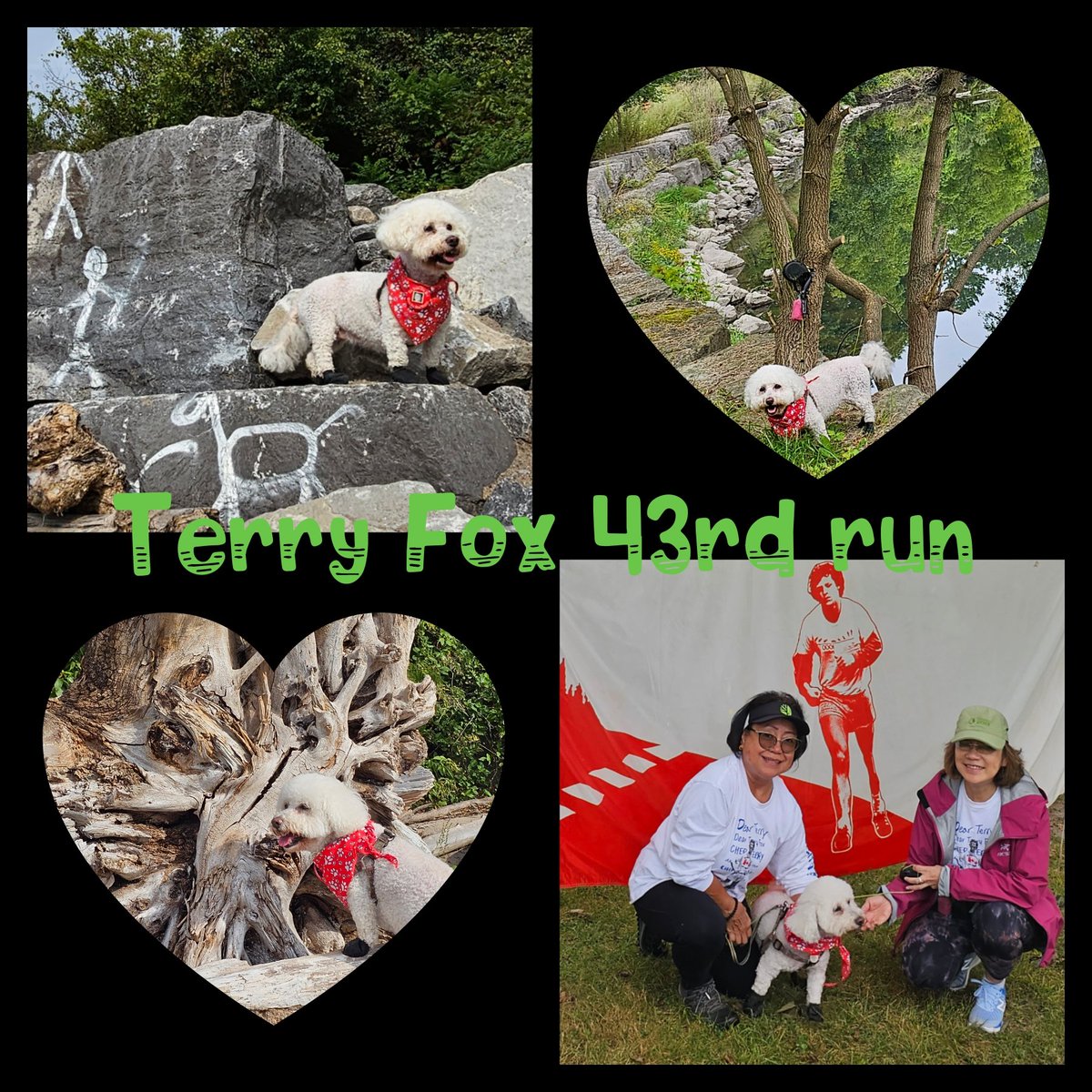 ggamana1's tweet photo. Halo's 10th #TerryFoxRun Westhill Branch #DearTerry #CancerResearch #findthecure #Cancer2023 https://t.co/Nv7uGRtSjK