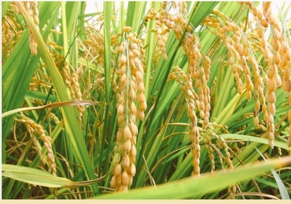 Trimakasih Sahabat Yang Baik Telah Mengingakanku Kembali🙏 Teringat Kembali Dimana Tempat ku Dibesarkan n Menimba Ilmu 🙏💧