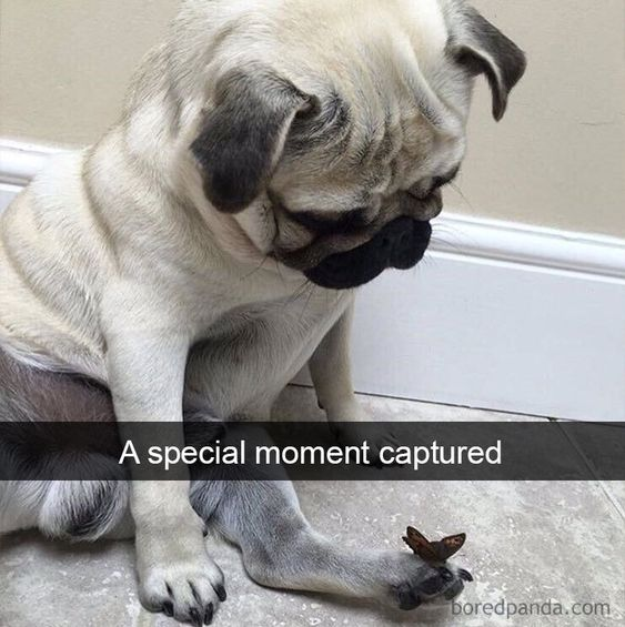WholesomeMeme's tweet photo. https://t.co/ybQh78d9Sf