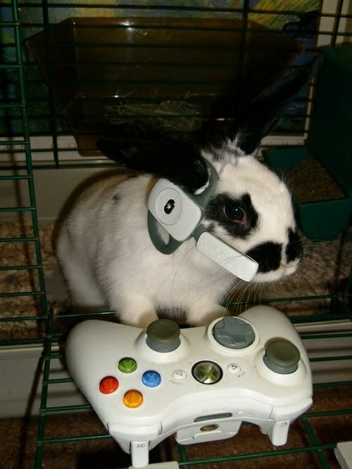 Bunnies tweet media