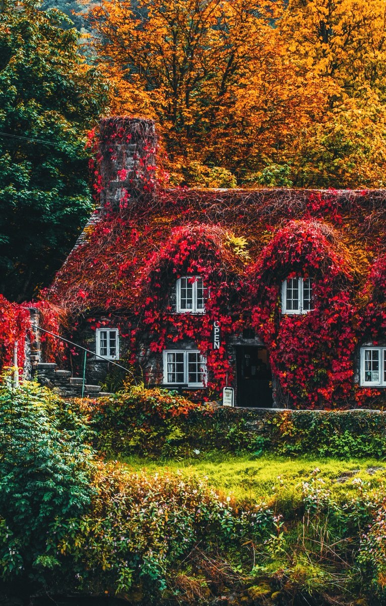 House covered by trees and vines in autumn