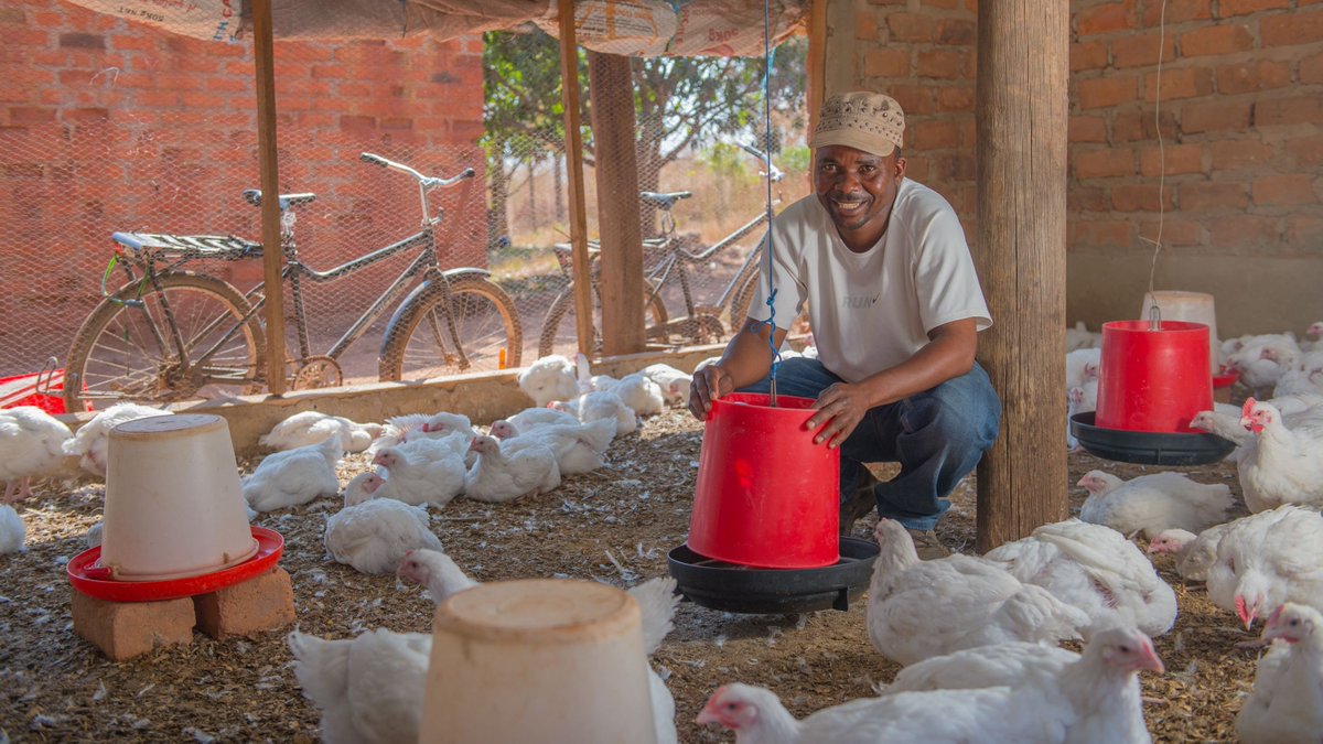 With reliable transport, Dickson in #Zambia has been able to expand his chicken farm. Not only can he transport more birds to market, and further afield, the 100kg carrying capacity of his #BuffaloBicycle easily copes with large bags of feed. On 2 wheels his business is booming.