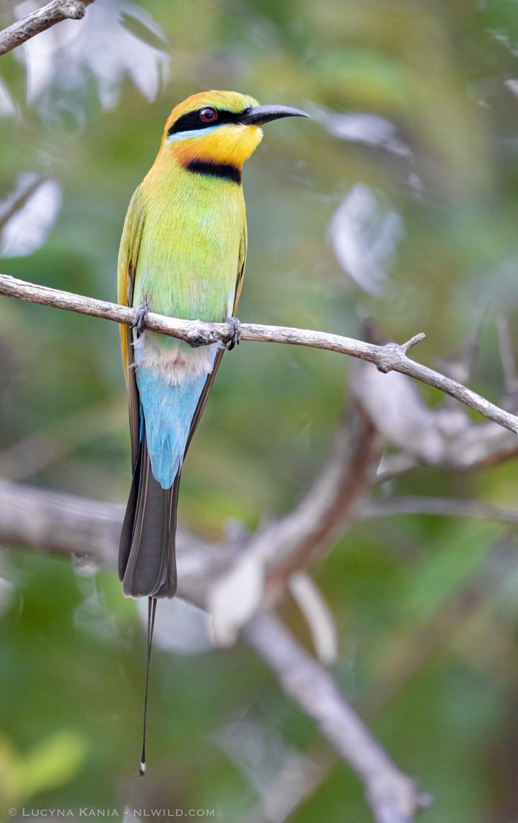 A beautiful Rainbow Bee-eater who has been hanging around my neighbourhood lately 🌈🐝 #wildoz